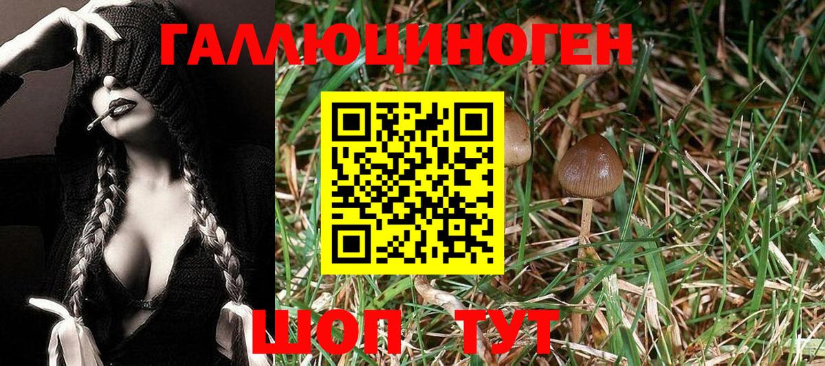 Псилоцибиновые грибы Psilocybe Мценск