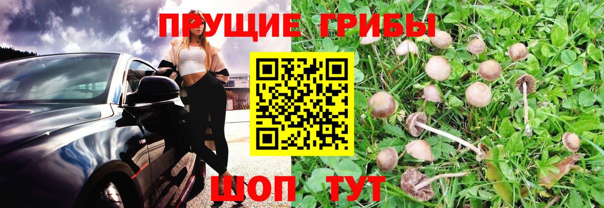 Мценск  Галлюциногенные грибы Psilocybe  Вход с VPN 